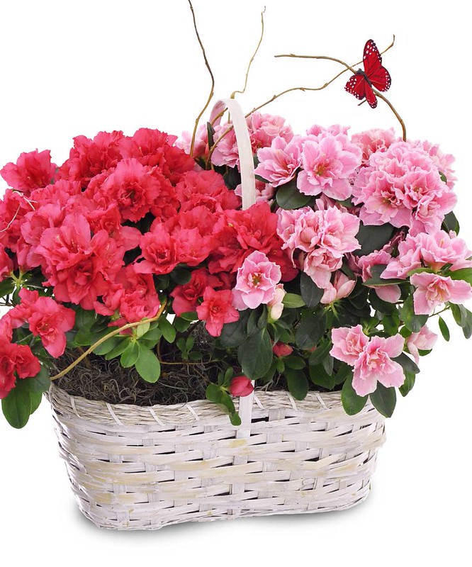 Double Azalea Basket