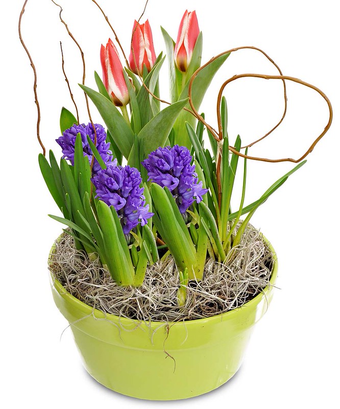 Hyacinth & Tulip Bulb Garden