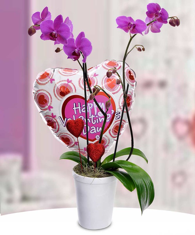 Orchid Amore