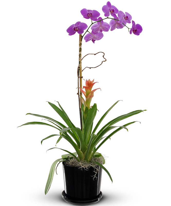 Orchids & plants - long-lasting beauty